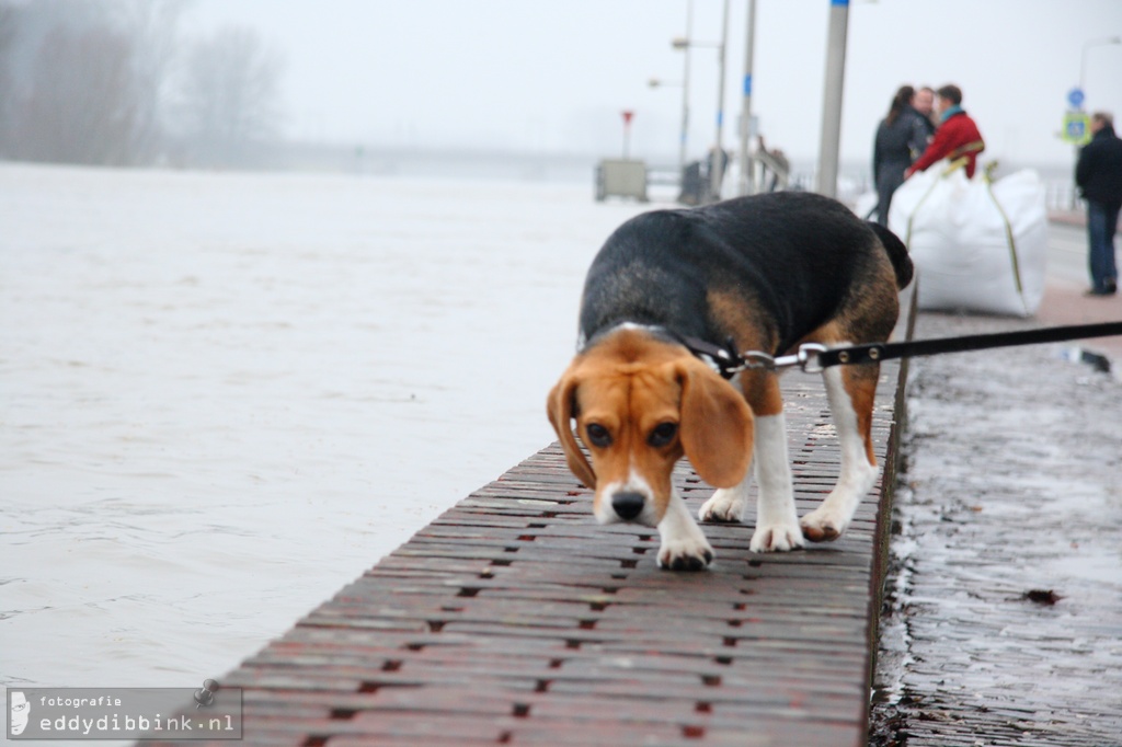 2011-01-13 Hoog water, Deventer 007